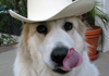 Great Pyrenees